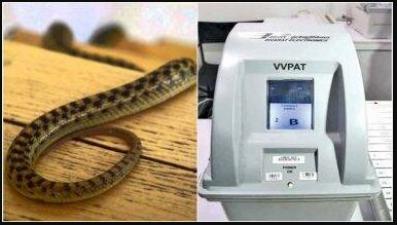 During polling a Snack found inside the VVPAT machine, Voters get panic