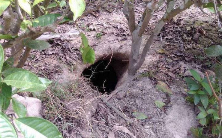 100-meter long tunnel found in India and Bangladesh border