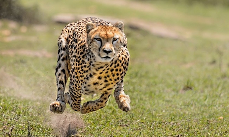 Another Cheetah dies at Kuno National Park; Sofar toll rises to 9