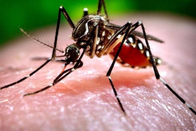 After Nipah virus outbreak, West Nile Virus infection suspected in Kerala: Know the 4 symptoms of WNV