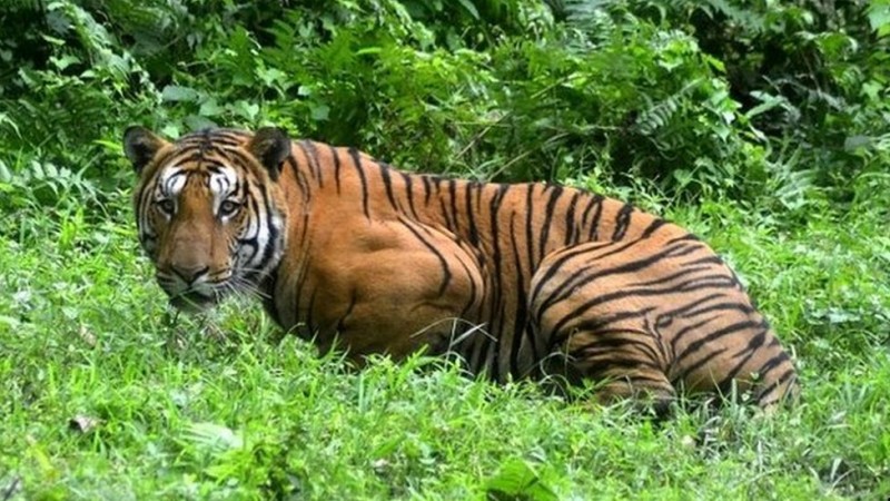 औरंगाबाद चिड़ियाघर पुणे से नीलगाय के लिए बाघों की जोड़ी का करेगा  व्यापार