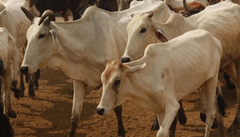 Rajasthan on mission mode to check lumpy skin disease spread in cattle