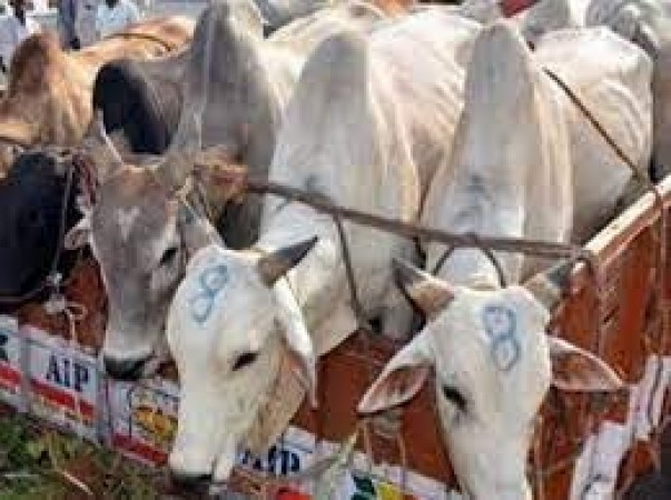 Assam Produced Whooping 34 Lakh Kgs of Cattle Meat in 2019-20