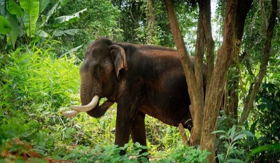 छत्तीसगढ़ के कोरबा जिले में युवक के ऊपर चढ़ा जंगली हाथी, हुआ ये हाल