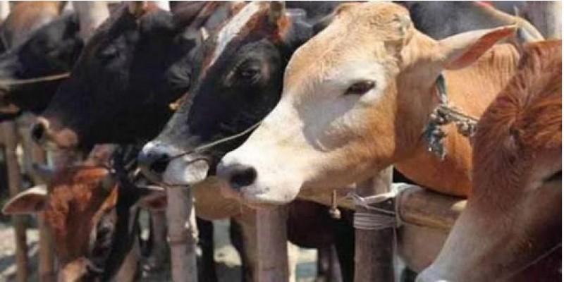 So far 61 cows die due to nitrate poisoning at Amroha shelter  in UP