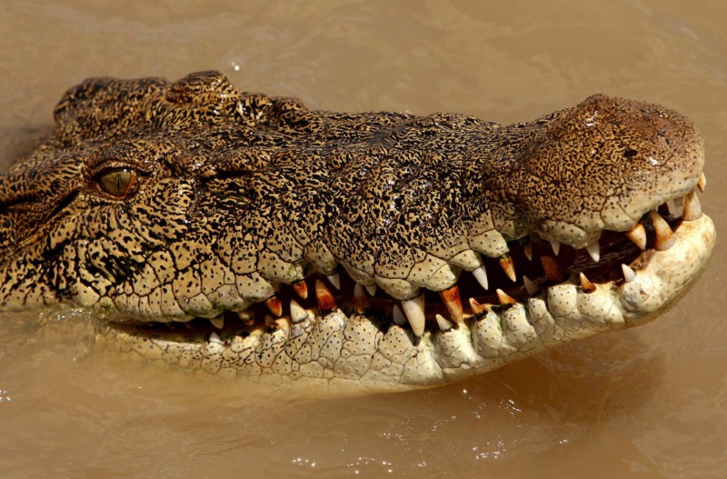 Australian soldier  injured in crocodile attack in Queensland-Reports