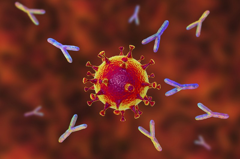 Antibodies against SARS-CoV-2 remain stable, even increase seven months after infection: Study