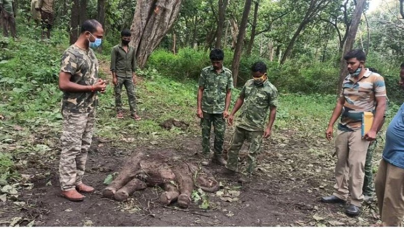 Tamil Nadu: 3 animals seen dead in 2 days at Mudumalai Tiger Reserve