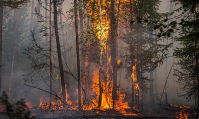 उत्तरी ध्रुव पहुंचा रूस के जंगलों में लगी आग से उठ रहा धुआं, नासा ने साझा की तस्वीर