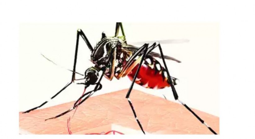 भुवनेश्वर में डेंगू ने पार किया संक्रमण का आंकड़ा, फिर सामने आए नए केस