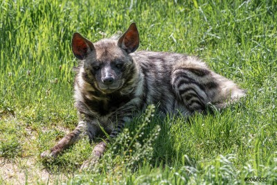 Striped Hyena spotted in Corbett National Park after 5 years!
