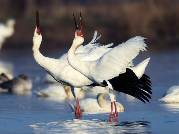 अनंतपुर से साइबेरियाई प्रवासी पक्षियों का होगा विदाई समाहरोह