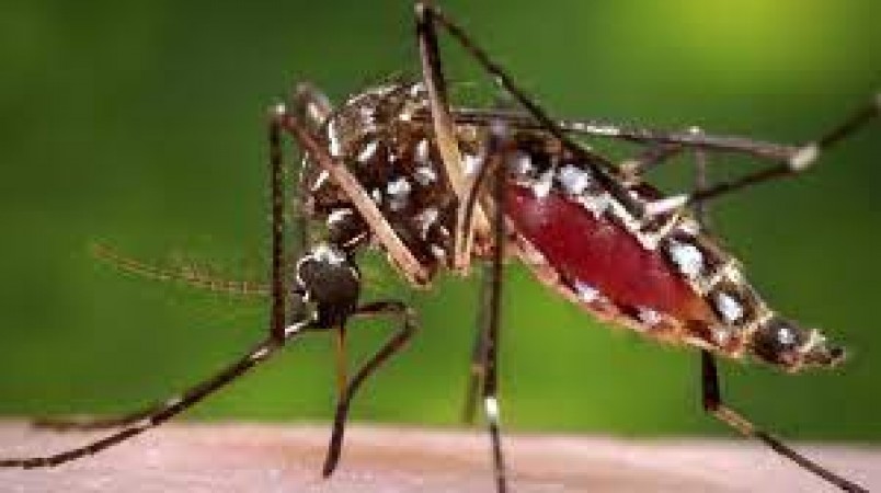 Telangana sees sharp spike in dengue cases