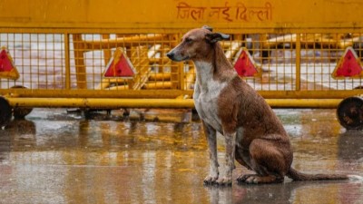 Supreme Court modifies its August 11 hearing, allows release of stray dogs after vaccination