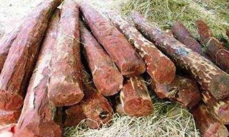 Kurnool police seize red sander logs