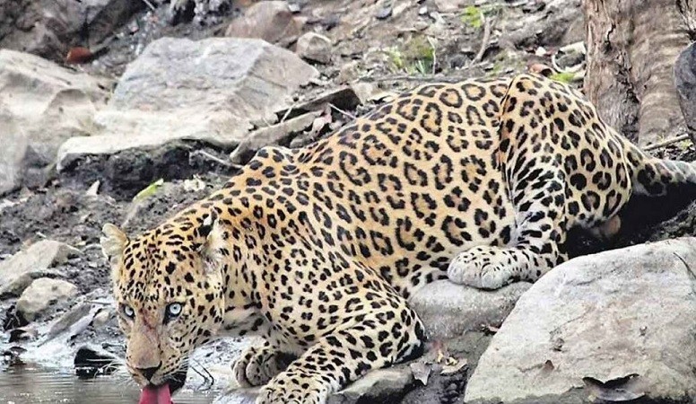 Karnataka Forest Deptt starts  massive operation to capture a leopard