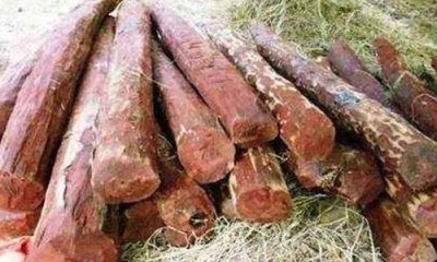 Kurnool police seize red sander logs