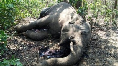 रायगढ़ में मृत मिला हाथी, मौत की वजह नहीं हो पाई स्पष्ट