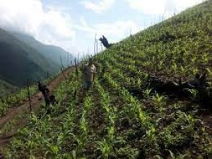 गरीबी मिटाने के लिए कृषि पर ध्यान देना चाहती है नागालैंड सरकार