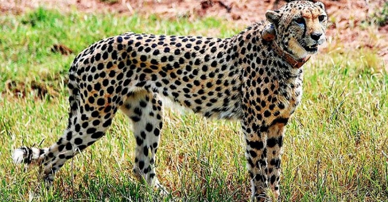 Cheetahs Set to Roam Free in Kuno National Park After Year in Enclosures