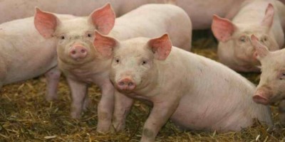 Mizoram: Loss of Rs 121 crore due to African Swine Fever