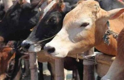 Protested against beef selling, Hindu organisations demand ban on cow slaughter