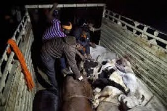 BSF seized 25000 Cattle Heads worth Rs 40 crore in Indo Bangladesh Border