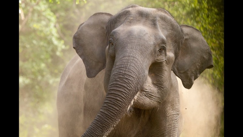 असम में जंगली हाथी ने महिला को उतारा मौत के घाट