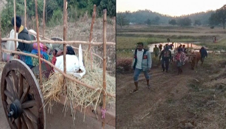 Unable to get an Ambulance,  Odisha patient Carried On Bullock Cart For 5 Kms