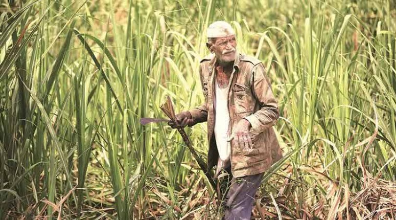 Govt clears Rs3500-Crore Sugar Export Subsidy for farmers