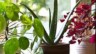 10 Best ‘easy to care’ indoor plants to have in your space this winters!