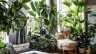 10 Best ‘easy to care’ indoor plants to have in your space this winters!