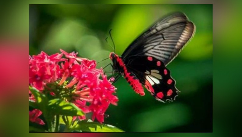 India’s First pollinator park inaugurated in Uttarakhand