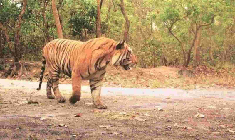 असम: ओरंग नेशनल पार्क से भटका बाघ बोरसोला में पकड़ा गया
