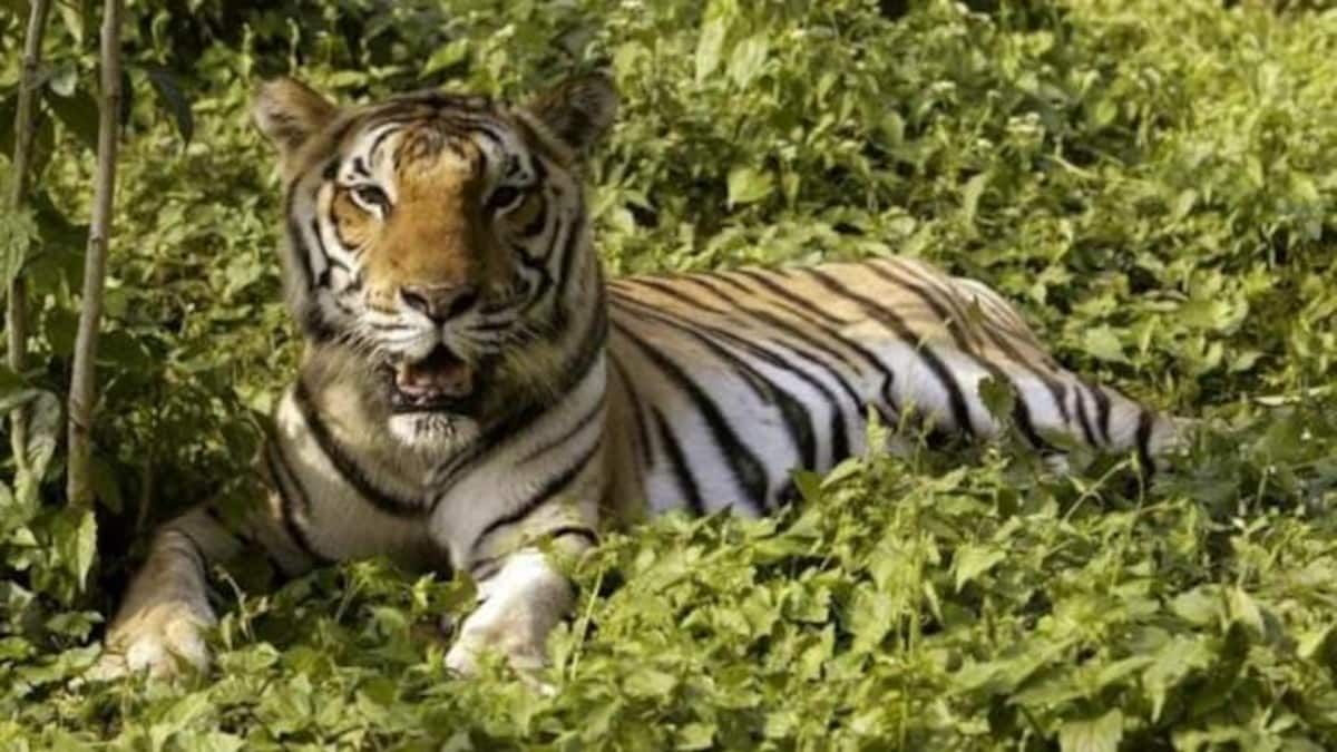 Assam: Stray Tiger Captured in Borsola, had deviated from the Orang National Park