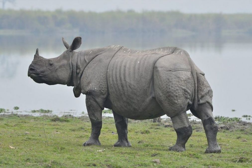 Assam: Expert team reaches Majuli to control and rehabilitate rhino