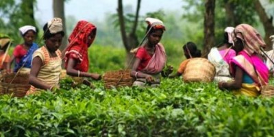 Tea industry to benefit from Budget: Tea Association of India