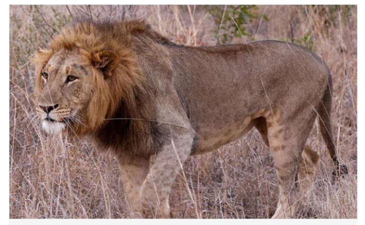 गुजरात के सौराष्ट्र क्षेत्र में मृत मिला शेर और तेंदुए का शव