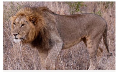 Lion and Leopard Found Dead in Gujarat's Saurashtra region