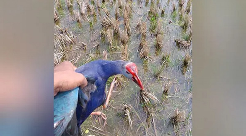 त्रिपुरा प्रवासी पक्षियों की मौत पर हाई कोर्ट ने एक सप्ताह के भीतर मांगी रिपोर्ट
