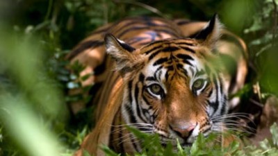 India’s tiger population soars, doubles in a decade: A roaring success in conservation of the big cats