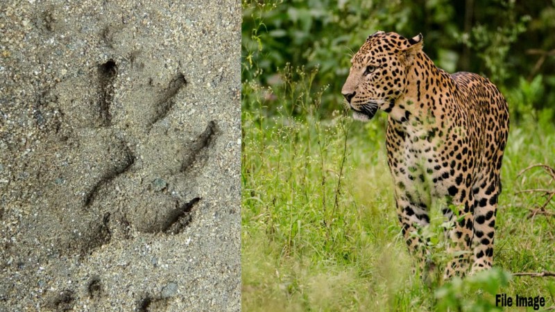 Workers find leopard footprints in Sepahijala, leopard fear among locals