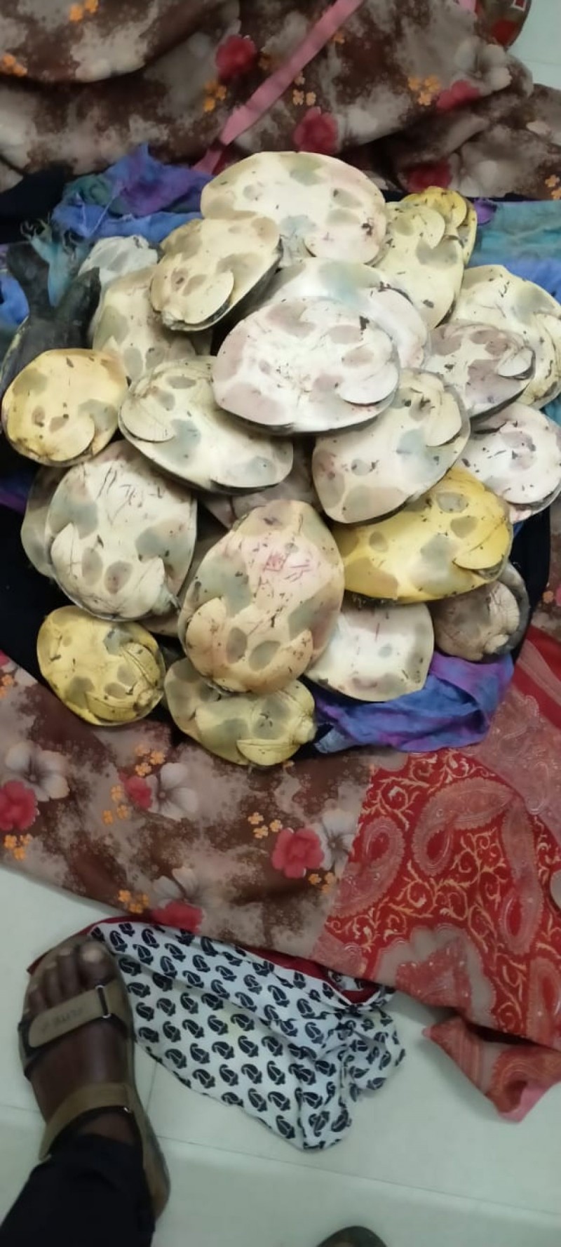 235 rare turtle species seized at Kamakhya Railway Station, Accused held