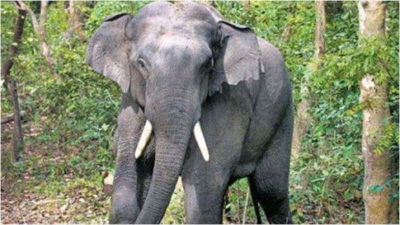 Forest Officials in Tami Nadu held 2 for killing wild elephants