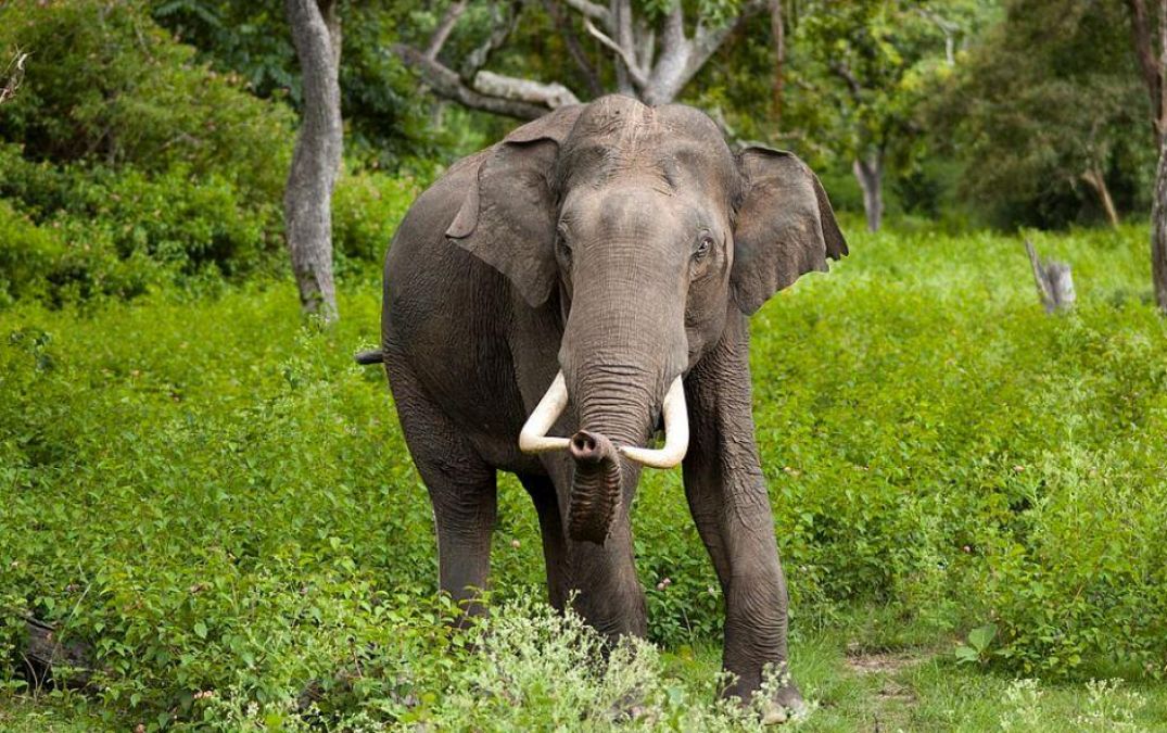 Forest Officials in Tami Nadu held 2 for killing wild elephants
