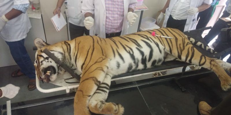 Maharashtra government gives clean chit to Asgar Ali who killed  tigress Avni