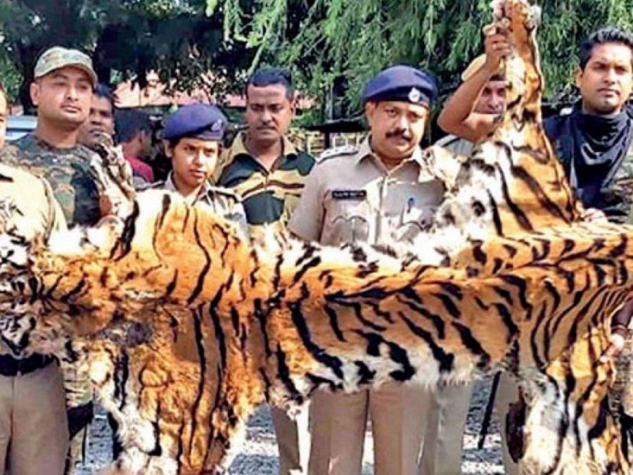 बंदरदेव में रॉयल बंगाल टाइगर की खाल के साथ तीन तस्कर गिरफ्तार