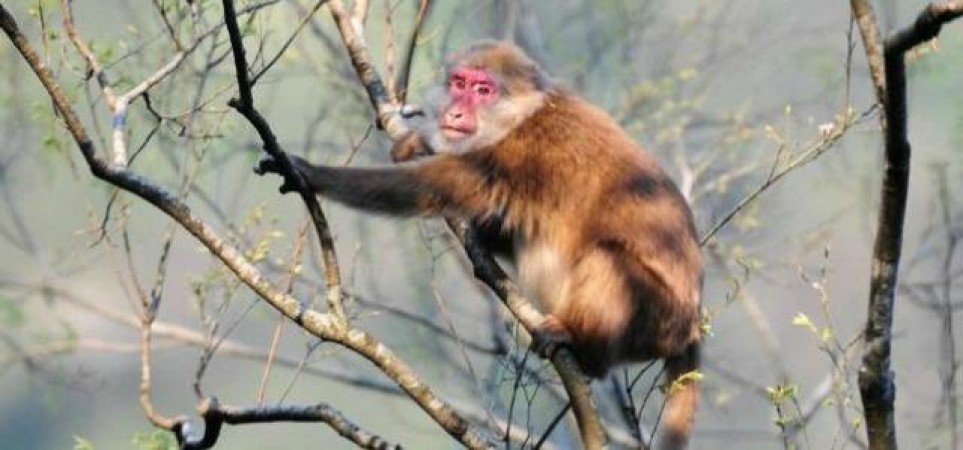 Scientists discover the Rare White Cheeked Macaque in Arunachal Pradesh