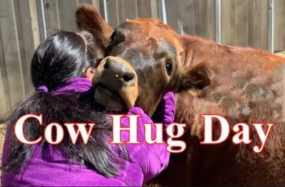 AWBI withdraws appeal to celebrate February 14 as Cow Hug Day
