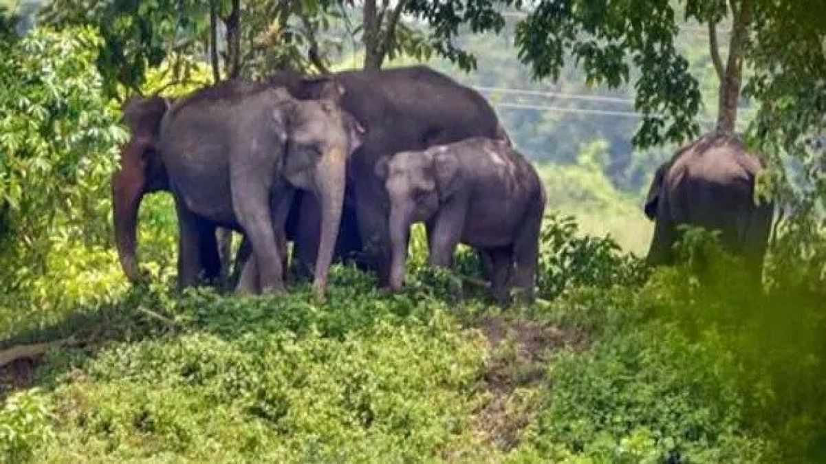 Wild elephants kill a woman in Laokhowa, Assam